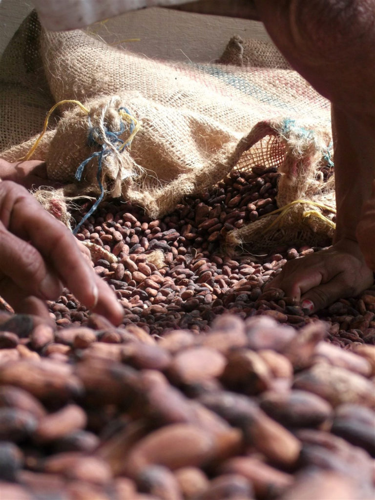 Sieving organic cacao beans is part of the communal work of the Peace Community.