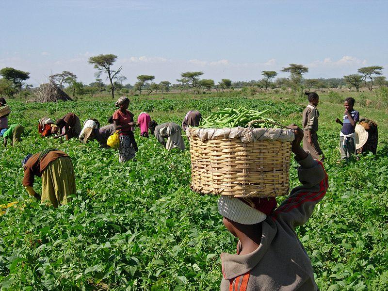 Women and children pick green beans at the Dodicha Vegetable Cooperative in Ethiopia. photo credit: K. Stefanova/USAID.