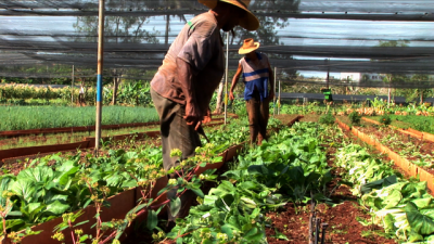 Cooperativa Alamar, from the film <em>Voices of Transition</em> by Nils Aguilar. CC BY SA 3.0