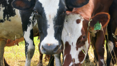 Cows at one of the dairy farms that supplies Rochdale Farms, a Cashton, WI cooperative cheese, yogurt, and butter producer whose products are labeled P6 at several upper Midwest stores