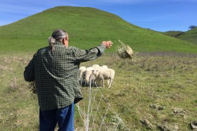 Herrera feeding the sheep of New Hope Farm in Pinole, California