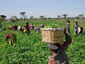 Women and children pick green beans at the Dodicha Vegetable Cooperative in Ethiopia. photo credit: K. Stefanova/USAID.