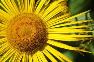 Inula Orientalis. Photo by <a href="https://www.flickr.com/photos/henry_hemming/14704790151/" target="_blank">Henry Hemming</a> CC BY 2.0