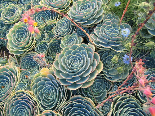 Patterns @ Organic Farm @ Santa Cruz Univ