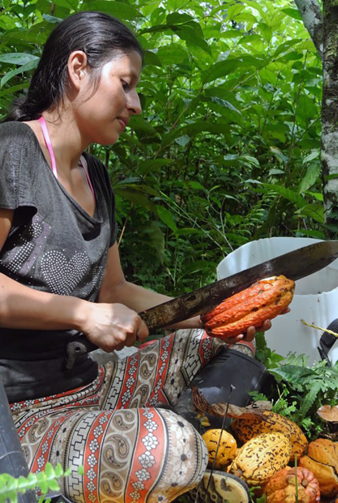 A member of the Peace Community opening a cacao pod.