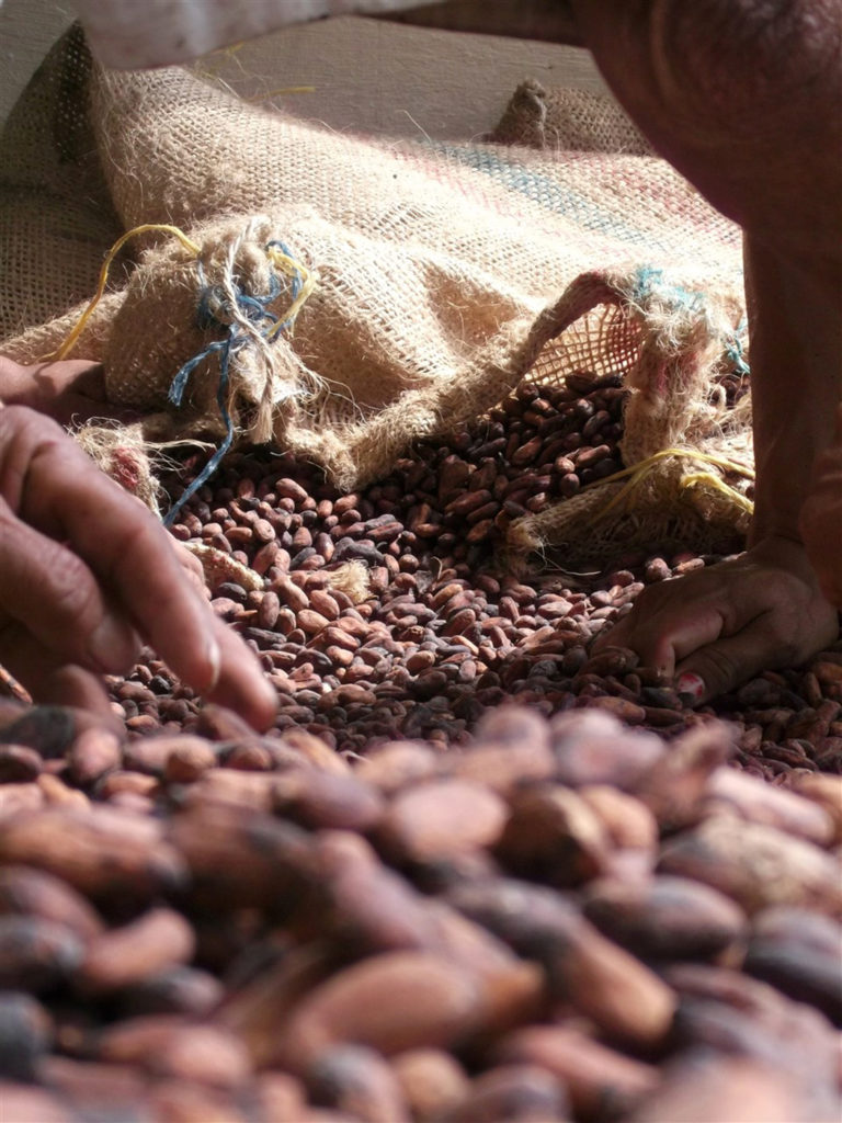 Sieving organic cacao beans is part of the communal work of the Peace Community.