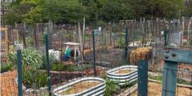 community garden plots.