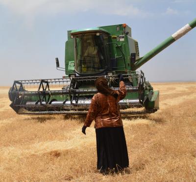 A women’s agricultural co-op in Qamishlo brings in the harvest (Photo: <a data-cke-saved-href="http://cooperativeeconomy.info/" href="http://cooperativeeconomy.info/" target="_blank">Co-operative Economy in Rojava and Bakur</a>)